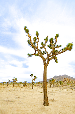 Joshua Tree National Park, Twentynine Palms, California, USA
