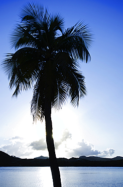 Silhouette of palm tree near sea at sunset, Antigua and Barbuda