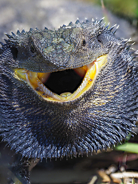 Close-up of bearded dragon lizard with mouth open, Kandos, New South Wales, Australia