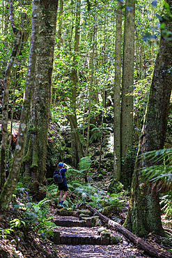 Rear view of hiker taking pictures in Grand Canyon Blackheath, Blackheath, New South Wales, Australia