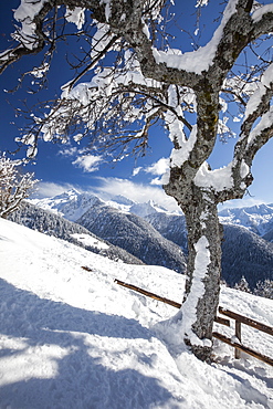 The branches of a solitary tree covered in snow and the mountain range of the Alps in the background, Albaredo, Lombardy, Italy, Europe