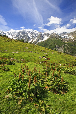 Green meadows and cows grazing on a sunny summer day, Orobie Alps, Arigna Valley, Sondrio, Valtellina, Lombardy, Italy, Europe