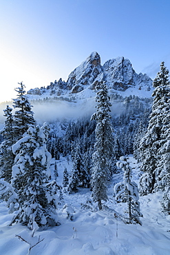 The high peak of Sass De Putia frames the snowy woods at dawn, Passo Delle Erbe, Funes Valley, South Tyrol, Italy, Europe