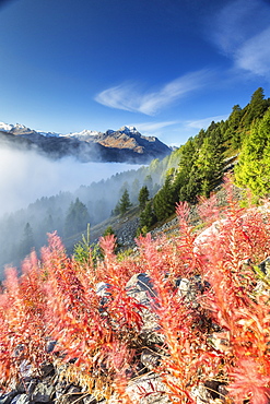 Red shrubs coloring a foggy autumn day in Engadine, near St. Moritz, Graubunden, Switzerland, Europe