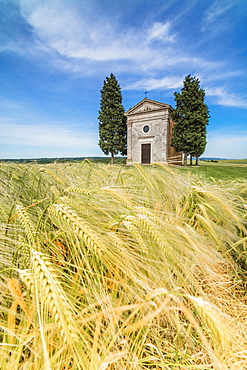 Fields of ears of corn on the gentle green hills of Val d'Orcia, UNESCO World Heritage Site, Province of Siena, Tuscany, Italy, Europe