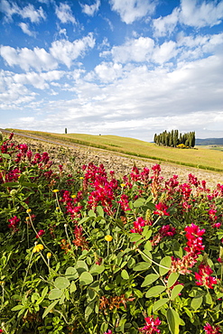 Red flowers frame the gentle green hills of Val d'Orcia, UNESCO World Heritage Site, Province of Siena, Tuscany, Italy, Europe