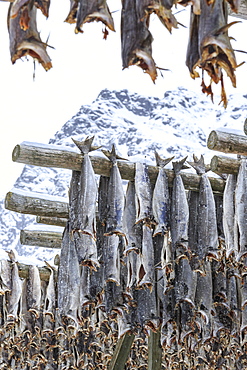 Codfish exposed to dry to the cool air and sun in the Lofoten Islands, Arctic, Norway, Scandinavia, Europe