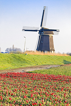 Fields of red tulips surround the typical windmill, Berkmeer, municipality of Koggenland, North Holland, The Netherlands, Europe