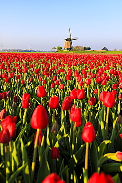 Fields of red tulips surround the typical windmill, Berkmeer, municipality of Koggenland, North Holland, The Netherlands, Europe