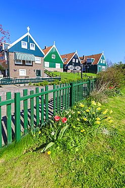 Typical wooden houses framed by meadows and flowers in the village of Marken, Waterland, North Holland, The Netherlands, Europe