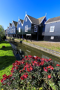 Wooden houses reflected in the canal framed by flowers in the village of Marken, Waterland, North Holland, The Netherlands, Europe