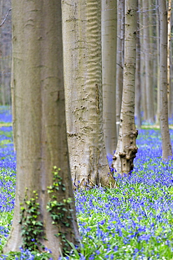 Purple carpet of blooming bluebells framed by trunks of the giant Sequoia trees in the Hallerbos forest, Halle, Belgium, Europe