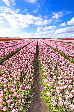 Blue sky on rows of pink tulips in bloom in the fields of Oude-Tonge, Goeree-Overflakkee, South Holland, The Netherlands, Europe