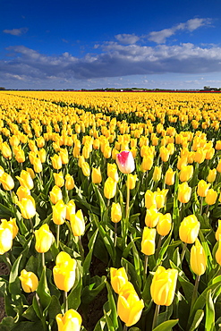 Blue sky and clouds in the fields of yellows tulips in bloom, Oude-Tonge, Goeree-Overflakkee, South Holland, The Netherlands, Europe