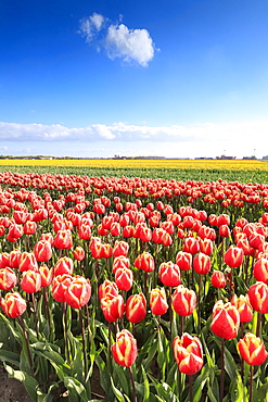 Multicolored tulips in the fields of Oude-Tonge during spring bloom, Oude-Tonge, Goeree-Overflakkee, South Holland, The Netherlands, Europe