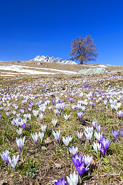 Blue sky on the colorful crocus flowers in bloom, Alpe Granda, Sondrio province, Masino Valley, Valtellina, Lombardy, Italy, Europe