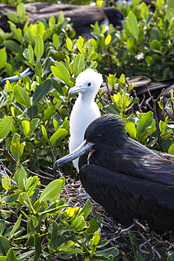 Mother frigate bird tenaciously protects her chick, Barbuda, Antigua and Barbuda, Leeward Islands, West Indies, Caribbean, Central America