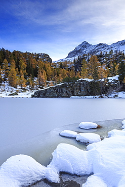 Frozen Lake Mufule framed by larches and snow in autumn, Malenco Valley, Province of Sondrio, Valtellina, Lombardy, Italy, Europe