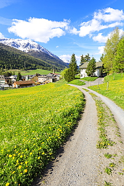 Alpine village of S-chanf surrounded by green meadows in spring, Canton of Graubunden, Maloja Region, Switzerland, Europe