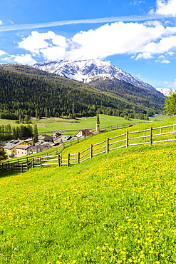 Alpine village of S-chanf surrounded by green meadows in spring, Canton of Graubunden, Maloja Region, Switzerland, Europe