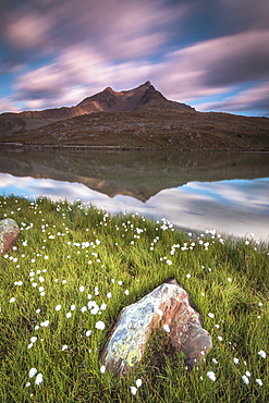 Cotton grass on the shore of Lago Bianco, Gavia Pass, Valfurva, Valtellina, Lombardy, Italy, Europe