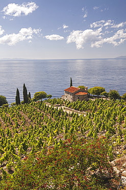 Farmhouse and cultivated fields overlooking the sea, Pomonte, Marciana, Elba Island, Livorno Province, Tuscany, Italy, Europe