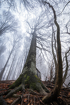 Trees in the mist, Parco della Grigna, province of Lecco, Lombardy, Italy, Europe