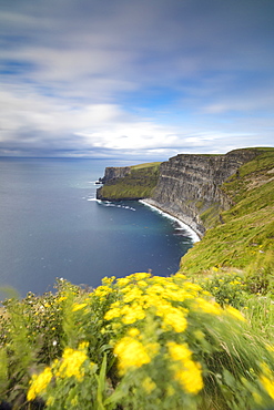 Wild flowers on steep reefs of Cliffs of Moher, The Burren, County Clare, Munster, Republic of Ireland, Europe