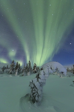 Northern Lights (Aurora Borealis) above frozen trees, Pallas-Yllastunturi National Park, Muonio, Lapland, Finland, Europe