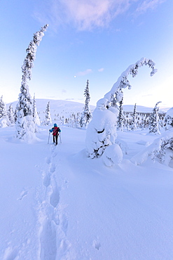 Hiker on snowshoes, Pallas-Yllastunturi National Park, Muonio, Lapland, Finland, Europe