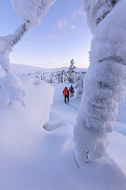 Hikers on snowshoes, Pallas-Yllastunturi National Park, Muonio, Lapland, Finland, Europe