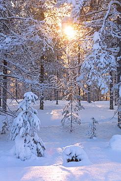 Sun rays on the snowy woods, Luosto, Sodankyla municipality, Lapland, Finland, Europe