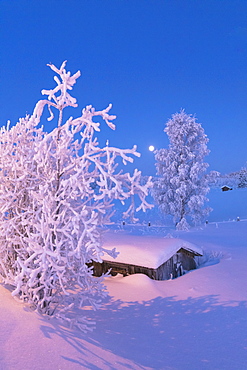 Dusk on frozen tree and hut, Sodankyla, Lapland, Finland, Europe