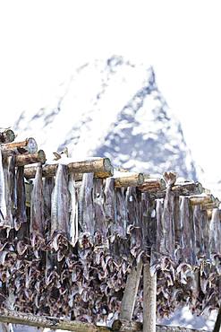 Stockfish on wood racks, Lofoten Islands, Nordland, Norway, Europe