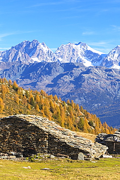 Stone hut and colorful woods in autumn with Bernina Group on background, Alpe Arcoglio Valmalenco, Valtellina, Lombardy, Italy, Europe