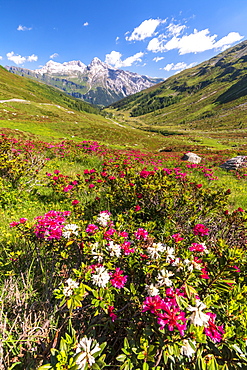 White and fuchsia coloured rhododendrons, Spluga Pass, canton of Graubunden, Switzerland, Europe