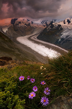 Wild flowers on rocks with Monte Rosa glacier in the background, Zermatt, canton of Valais, Swiss Alps, Switzerland, Europe