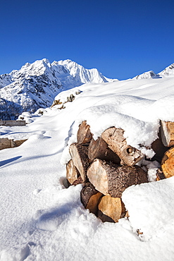 Firewood covered with snow with Monte Disgrazia in the background, Alpe dell'Oro, Valmalenco, Valtellina, Lombardy, Italy, Europe