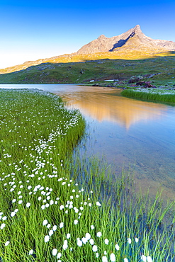 Sunrise over Monte Gavia and cotton grass on shores of Lago Bianco, Gavia Pass, Valfurva, Valtellina, Lombardy, Italy, Europe