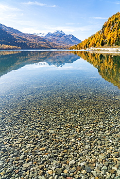 Colorful larch trees mirrored in Lake Silvaplana in autumn, St. Moritz, Engadine, canton of Graubunden, Switzerland, Europe