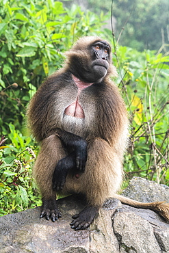 Portrait of Gelada Baboon, Simien Mountains National Park, Ethiopia, Africa