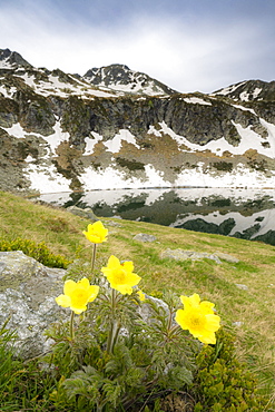 Yellow flowers during the spring bloom surrounding Porcile Lakes, Tartano Valley, Valtellina, Sondrio province, Lombardy, Italy, Europe