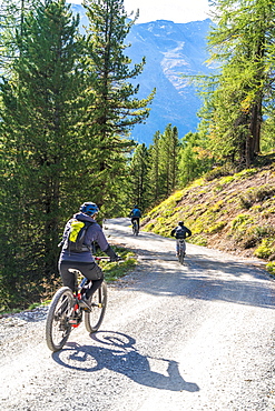 Mountain bikers on downhill path crossing woods towards Celerina, Engadine, canton of Graubunden, Switzerland, Europe