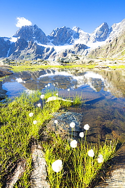 Lake Forbici surrounded by cotton grass in bloom, Valmalenco, Valtellina, Sondrio province, Lombardy, Italy, Europe