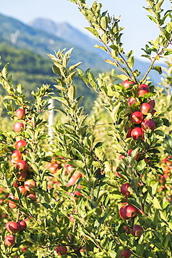 Juicy red apples on apple tree branch in the orchard, Valtellina, Sondrio province, Lombardy, Italy, Europe