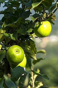 Isolated yellow apples growing in the orchards, Valtellina, Sondrio province, Lombardy, Italy, Europe