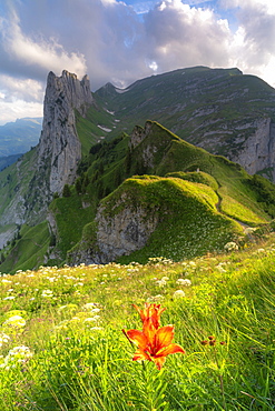 Red bellflower in the flowering meadows surrounding Saxer Lucke mountain, Appenzell Canton, Alpstein Range, Switzerland, Europe