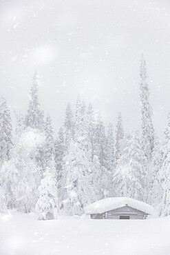 Wooden chalet and trees under a winter snowfall, Lapland, Finland, Europe