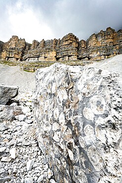 Marine fossils on rocks at the geological area Orti della Regina, Brenta Dolomites, Madonna di Campiglio, Trentino, Italy, Europe