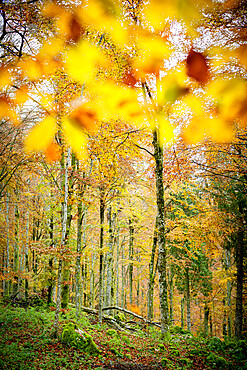 Autumn colors in the lush forest of Cansiglio, Treviso province, Veneto, Italy, Europe